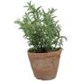 Faux Thyme In Aged Terracotta Pot, thumbnail 4 of 5
