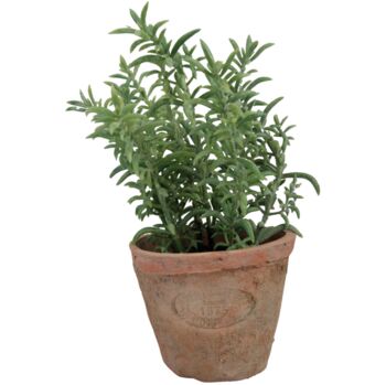Faux Thyme In Aged Terracotta Pot, 4 of 5