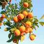 Citrus Orange Tree In Five Litre Pot, thumbnail 4 of 11