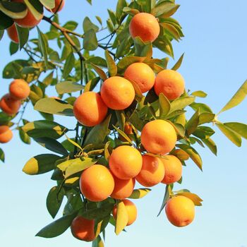 Citrus Orange Tree In Five Litre Pot, 4 of 11