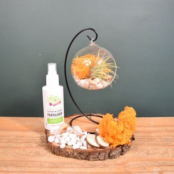 Diy Air Plant Terrarium Kit Hanging Terrarium Gift Autumn Orange, 8 of 10