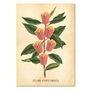 Popcorn Movie Poster Botanical Print, thumbnail 2 of 11