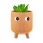 Mini Leggy Terracotta Planter With A Plant, thumbnail 3 of 3