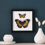 3D Butterfly Wall Art New Baby Boy Gift, thumbnail 4 of 5