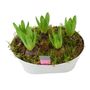 Fragrant Hyacinth Indoor Planter In White Trough, thumbnail 3 of 7