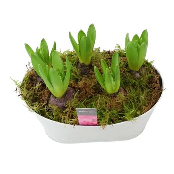 Fragrant Hyacinth Indoor Planter In White Trough, 3 of 7