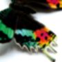 Madagascan Sunset Moth Butterfly Entomology Taxidermy Box Frame Dorsal View, thumbnail 2 of 4