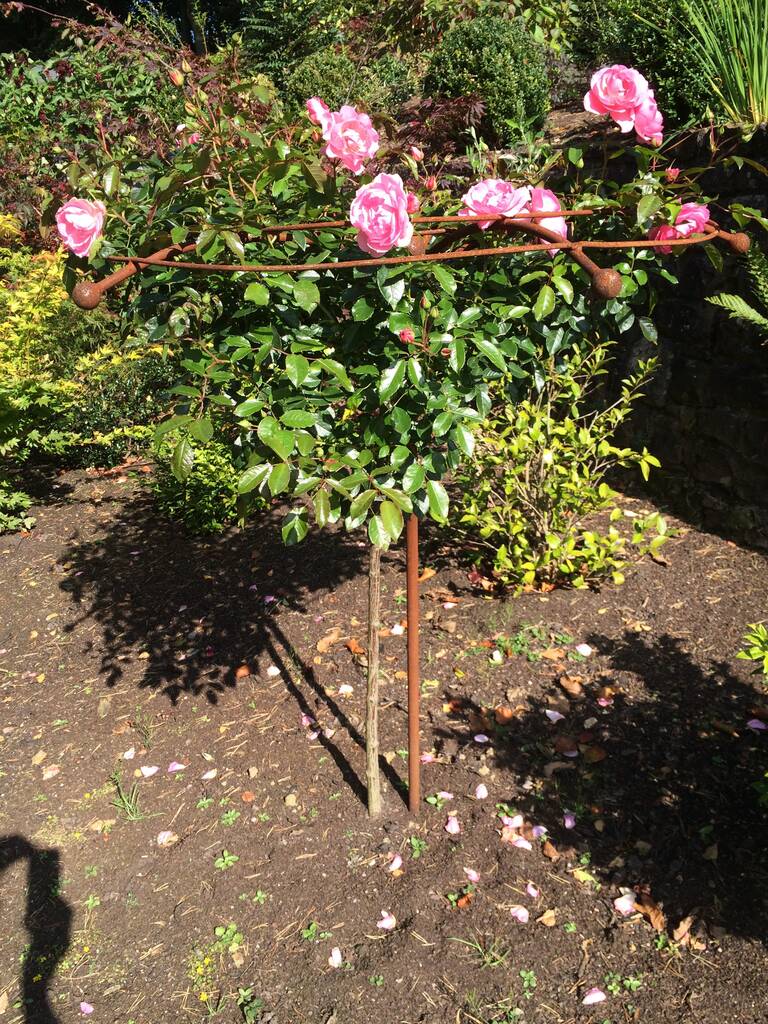 Steel Umbrella Supports For Standard Roses By Muntons Traditional Plant