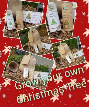 Grow Your Own Christmas Tree Gift Set, 3 of 5