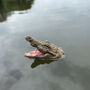 Mr Snappy Crocodile Head Pond Ornament, thumbnail 5 of 6