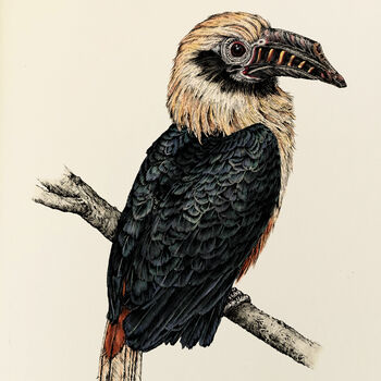 V Is For Visayan Hornbill Bird Illustration Print, 2 of 6