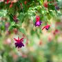 Perennial Fuchsia 'Dollar Princess' Five 9cm Pots, thumbnail 4 of 5