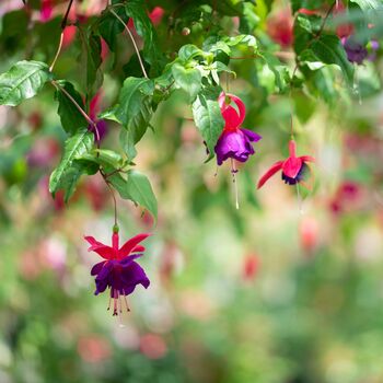 Perennial Fuchsia 'Dollar Princess' Five 9cm Pots, 4 of 5