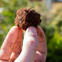 Make Your Own Butterfly Friendly Seed Bombs, thumbnail 9 of 9