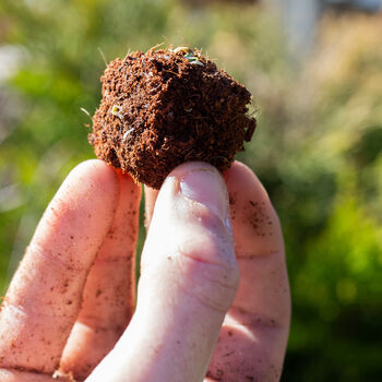 Make Your Own Butterfly Friendly Seed Bombs, 9 of 9