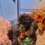 Frayed Squirrel Chaser Plaid Dog Bandana Scamps, thumbnail 4 of 4