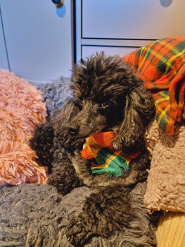 Frayed Squirrel Chaser Plaid Dog Bandana Scamps, 4 of 4