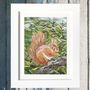 Red Squirrel, Tresco, Isles Of Scilly Collage Art Print, thumbnail 1 of 5