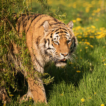 Wildlife Photography Experience At Yorkshire Wildlife Park, 3 of 3