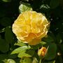 Floribunda Rose 'Absolutely Fabulous' One X Bare Root, thumbnail 1 of 5