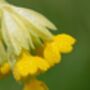 Primula Veris 'Wild Cowslip' In A One Litre Pot, thumbnail 3 of 9
