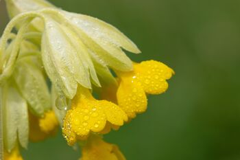 Primula Veris 'Wild Cowslip' In A One Litre Pot, 3 of 9