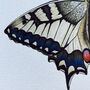 Swallowtail Illustrated Butterfly Print, thumbnail 2 of 6