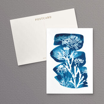 British Seaweed Postcards Set Pack Of Five, 6 of 10