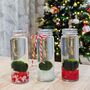 Japanese Marimo Moss Ball Terrarium Christmas Gift, thumbnail 2 of 3