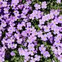 Winter Bedding Aubretia 'Lilac Blue' Six Plug Plants, thumbnail 2 of 5