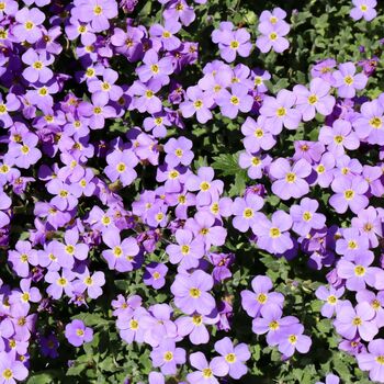 Winter Bedding Aubretia 'Lilac Blue' Six Plug Plants, 2 of 5