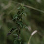Winter Foraging Walk For One In The South Downs, thumbnail 5 of 12