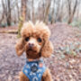 Rainbows In The Forest Dog Harness Sea Green, thumbnail 5 of 12