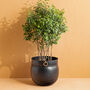 Pembridge Extra Large Hammered Brass Planter 45cm, thumbnail 1 of 9