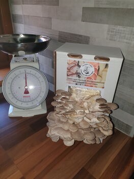 Ready To Grow Oyster Mushroom Growing Kit, 4 of 9