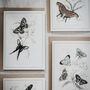 Colour Butterfly Greeting Cards – Set Of Four Vintage A6 Designs, thumbnail 1 of 11
