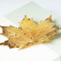 Natural Canadian Maple Leaf Silver Or Gold Brooch, thumbnail 2 of 9