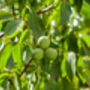 Walnut Tree, 'Juglans Regia', thumbnail 2 of 8