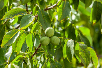 Walnut Tree, 'Juglans Regia', 2 of 8