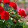 Floribunda Rose 'Trumpeter' Plant In 5 L Pot, thumbnail 4 of 4