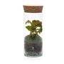 Bottle Terrarium Kit Diy | 'Bilbao', thumbnail 3 of 8