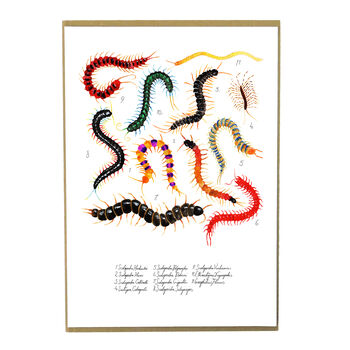 Myriapoda Centipede Art Print, 3 of 8