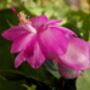 Christmas Cactus Purple Dancer Three X 13cm Pots, thumbnail 2 of 4