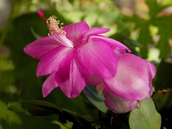 Christmas Cactus Purple Dancer Three X 13cm Pots, 2 of 4