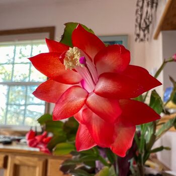 Christmas Cactus 'Caribbean Dancer' One X 15cm Pot, 4 of 5