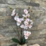 White Mini Artificial Silk Orchid Flower Arrangement Mothers Day Gift, thumbnail 6 of 6