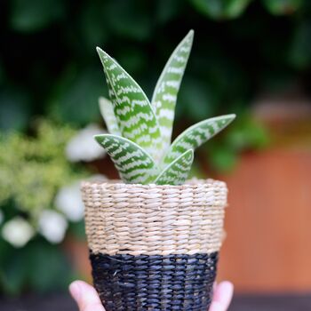 Mini Black Seagrass Planter With Choices Of Plants, 2 of 5