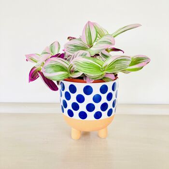 Blue Spotty Plant Pot, 4 of 5
