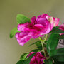 Artificial Rhododendron Flowering Plant Pink, thumbnail 3 of 4