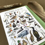 Water Birds Of Britain Greeting Card, thumbnail 8 of 12